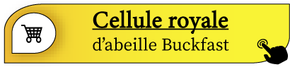 Cellule royale abeille buckfast