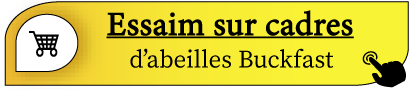 essaim nu abeilles buckfast