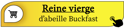 reine fécondée abeilles buckfast